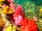 The colorful red coral reef with sea urchin in tropical, underwater.