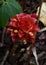 Colorful red Costus Barbatus blooming