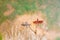 Colorful red dragonfly catching on dried branch tree on riverside with reflection black shadow on wet sand background and fresh