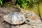 Colorful Red-eared slider turtle Trachemys scripta elegans, red-eared terrapin, turtle, red-eared turtle walking on ground