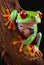 Colorful Red eyed frog colourful