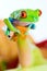 Colorful Red Eyed Tree Frog