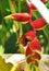 Colorful red flower, growth fresh during a day time,with small butterfly on it