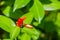 Colorful red flower of Red Button Ginger (Costus woodsonii) in the forest. Red button ginger is a beautiful plant which has gently