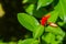 Colorful red flower of Red Button Ginger (Costus woodsonii) in the forest. Red button ginger is a beautiful plant which has gently