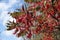 Colorful red and green foliage and fruit clusters of Rhus typhina against blue sky