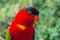 Colorful red lory