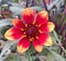 Colorful red and orange Dahlia Mignon flower