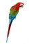 Colorful red parrot macaw