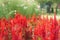 Colorful red plumed cockscomb flower blooming