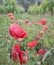 Colorful red poppies in vineyard