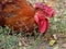 Colorful red rooster in the poultry yard