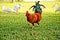 A colorful red rooster shows his black tail feathers as he walks away in a grassy field
