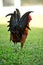 A colorful red rooster shows his black tail feathers as he walks away in a grassy field