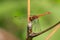 A colorful red ruddy darter dragonfly resting