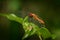 A colorful red ruddy darter dragonfly resting