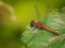 A colorful red ruddy darter dragonfly resting