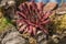 Colorful red sempervivum houseleek succulent