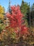 Colorful red tree in the woods