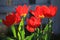 Colorful red tulips Tulipa L in blossom and sun backlights