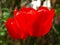 Colorful red tulips Tulipa L in blossom and sun backlights