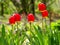 Colorful red tulips Tulipa L in blossom and sun backlights in city garden