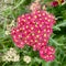 Colorful red velvet yarrow flowers blooming in Little Island, New York