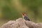 A colorful Red and yellow Barbet on a termite mound