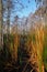 Colorful reeds and cypress trees in Everglades National Park.