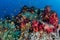 Colorful Reef Fish and Soft Corals