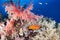 Colorful reef with jewel grouper