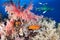 Colorful reef with shark and grouper