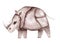Colorful rhino watercolor illustration on white background