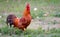 Colorful Rhode Island Red rooster. Big male orange-red chicken.