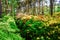 Colorful Rhododendron blossoms