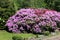 Colorful rhododendron bush flowers