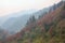 Colorful rhododendron forest near Pokhara, Nepal. Spring scene i