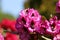 Colorful rhododendron head flowers