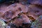 Colorful ricordea yuma in reef aquarium