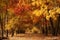 Colorful road in the forest an autumns day