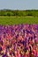 Colorful Rocket Flowers with blue skies