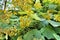 Colorful Roldana Petasitis flowers in the garden