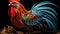 Colorful rooster on black background, close-up view