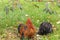 A colorful rooster and black rooster in the grass