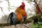 Colorful rooster on a branch