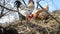 Colorful rooster and chicken are feeding on compost at a traditional slovak farm