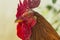 Colorful Rooster close up Portrait