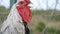 Colorful rooster crows at a farm, Slovakia