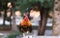 Colorful rooster on a fence. Beautiful fowl