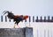 Colorful rooster on the fence. Trendy light photo of domestic bird with colorful feathers and red cockerel.